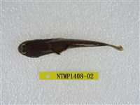 藏品(銀線彈塗魚)的圖片